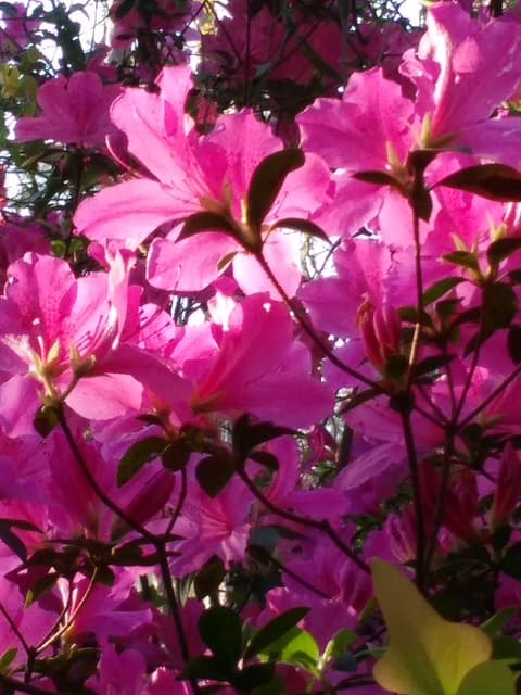 [Replace alt text] A cherished photo of Sheila Craig (IMG 1838).
